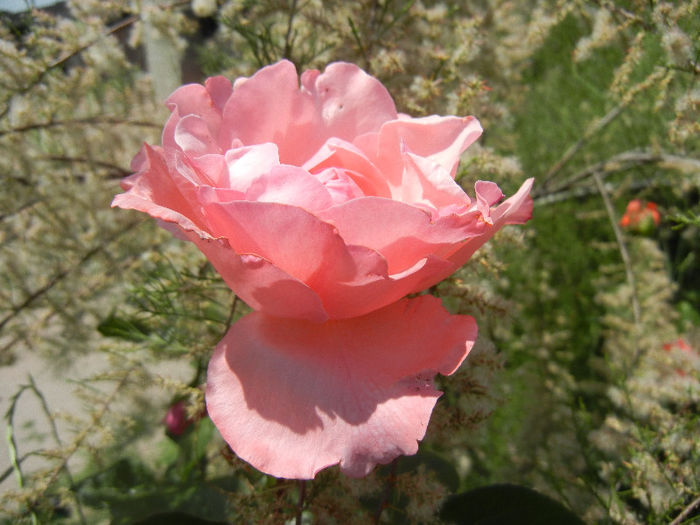 Royal Highness rose, 19may2013 - Rose Royal Highness