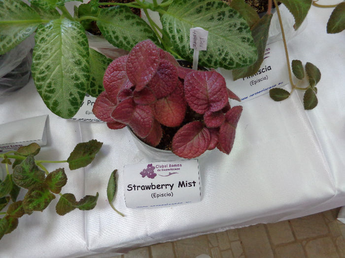 episcii - EXPOZITIE GESNERIACEAE -MAI 2013