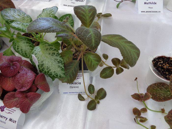 episcii - EXPOZITIE GESNERIACEAE -MAI 2013