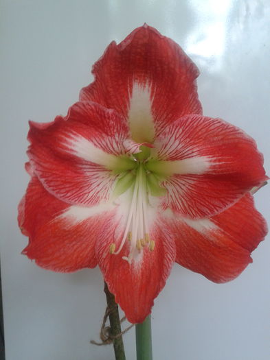 [11] 2013-05-18 08.56.04 - Hippeastrum 2013