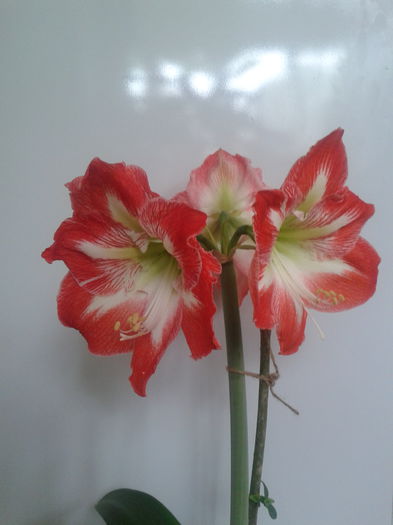 2013-05-18 08.56.58 - Hippeastrum 2013