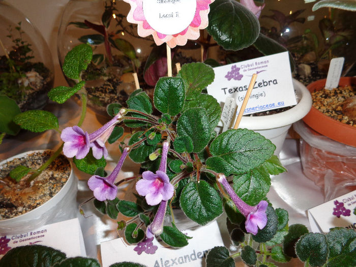 DSC00198 - EXPOZITIE GESNERIACEAE -MAI 2013