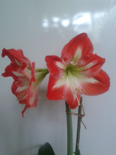 2013-05-18 08.57.39 - Hippeastrum 2013