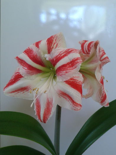 2013-05-19 12.51.56 - Hippeastrum 2013