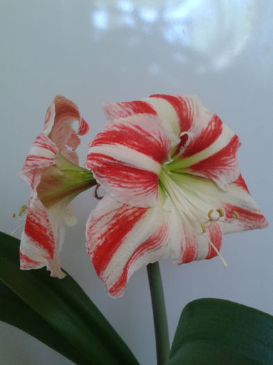 2013-05-19 12.52.19 - Hippeastrum 2013