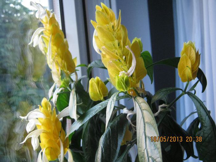 IMG_3818 - Florile mele in mai