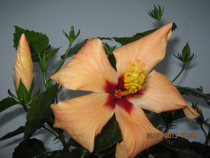 IMG_3821 - Florile mele in mai
