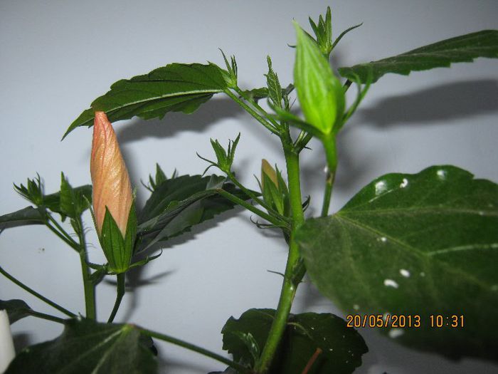 IMG_3822 - Florile mele in mai