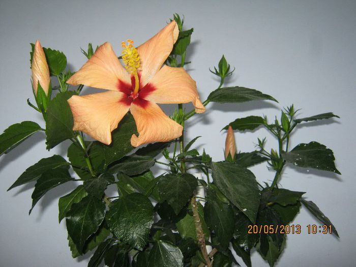 IMG_3823 - Florile mele in mai