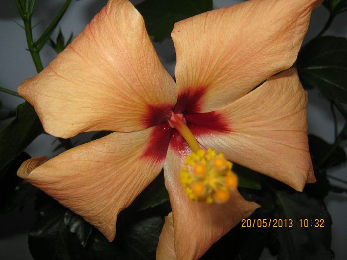 IMG_3824 - Florile mele in mai