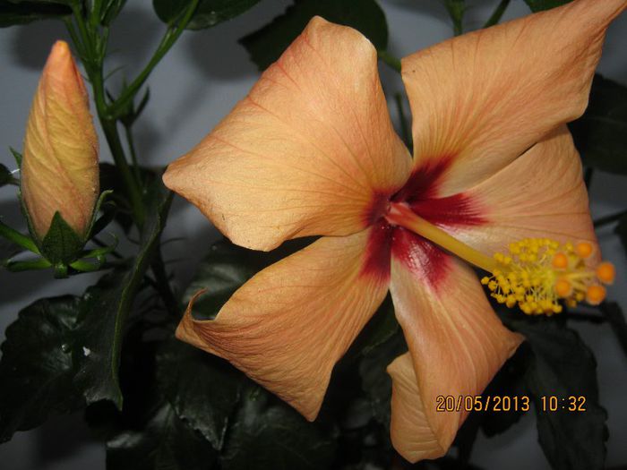 IMG_3825 - Florile mele in mai