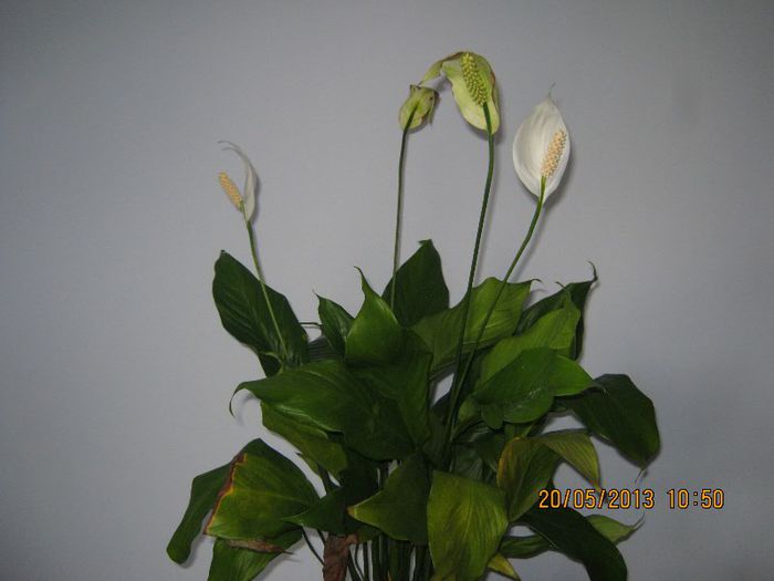 IMG_3835 - Florile mele in mai