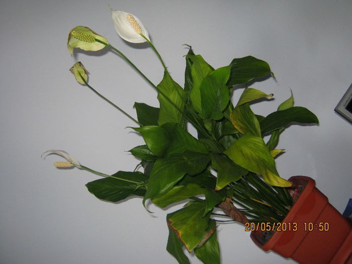 IMG_3839 - Florile mele in mai