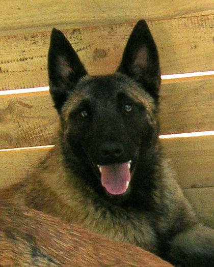 Injoy Duma`s (Erease) - 11 luni (1) - Ciobanesc Belgian Malinois