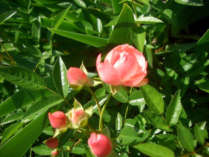 MORSDAG ORANGE - trandafiri 2013 - part I