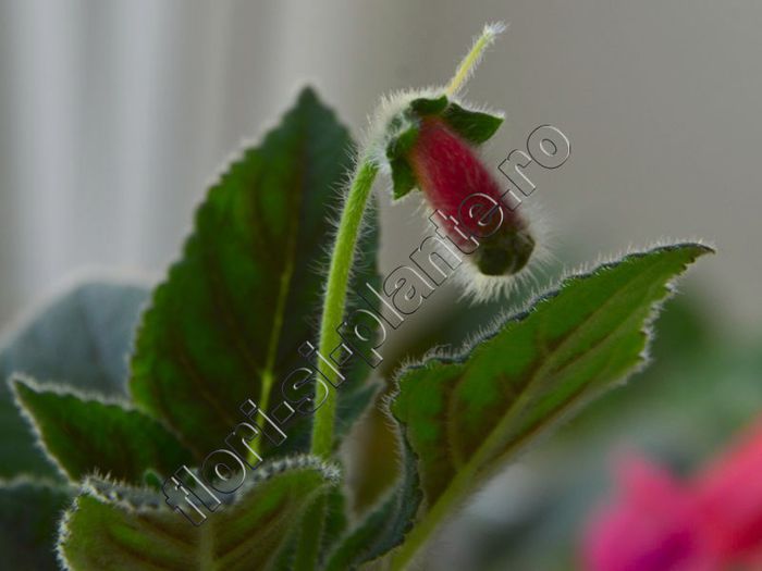 Kohleria Yf s Sweet and Fresh - KOHLERIA II