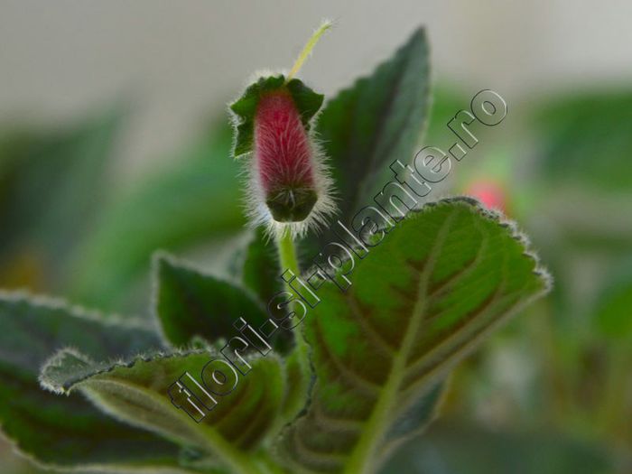Kohleria Yf s Sweet and Fresh - KOHLERIA II