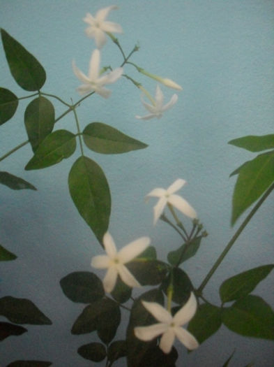 Jasmin Azoricum - JASMINUM AZORICUM - IASOMIE DE CAMERA