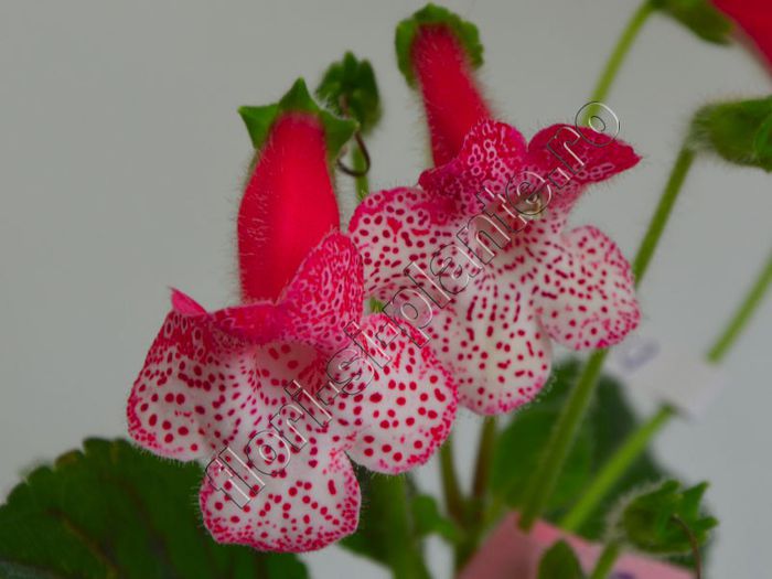 Kohleria Simone (ni) - KOHLERIA II