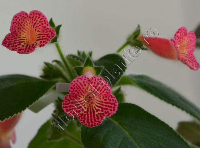 Kohleria Peridot s Mango Martini - KOHLERIA II