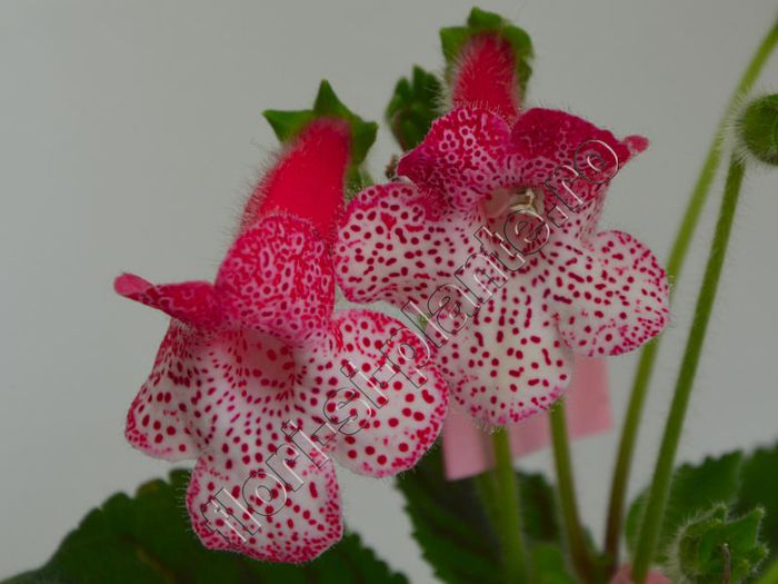 Kohleria Simone (ni) - KOHLERIA II