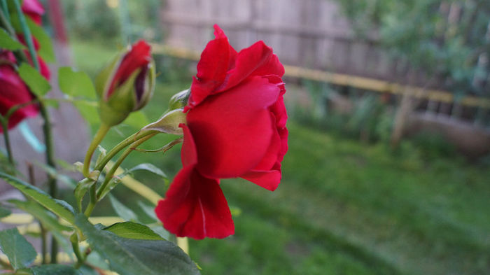 trandafirii mei "maidanezi" - PRIMAVARA 2013