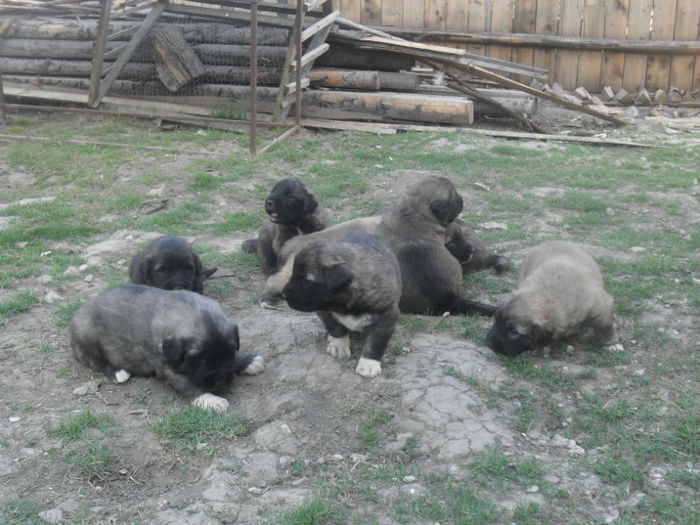 Aici 3 saptamani... - VAND Pui de Ciobanesc Caucazian VANDUTI TOTI