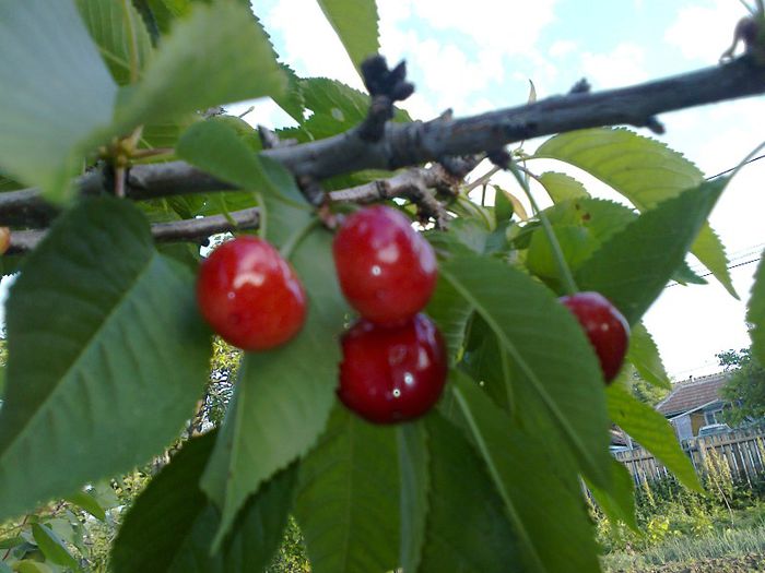 fructifica pe buchete de mai