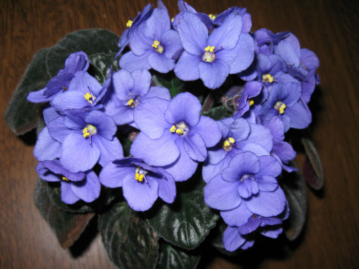 IMG_4999 - 2013 - Alte flori
