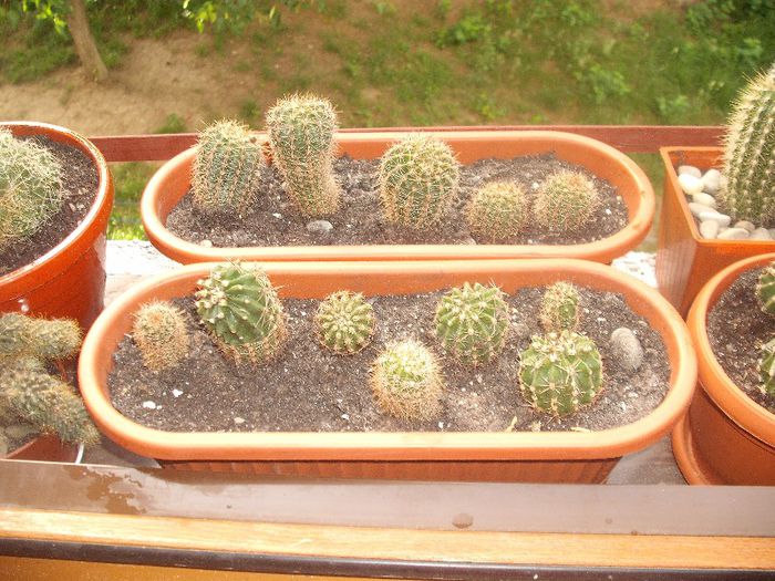 Echinopsis multiplex