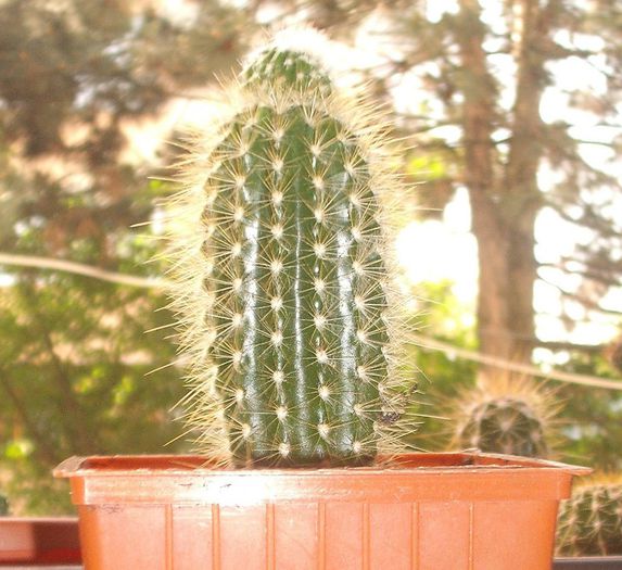 DSCF9354 - Cactusi si suculente 2013