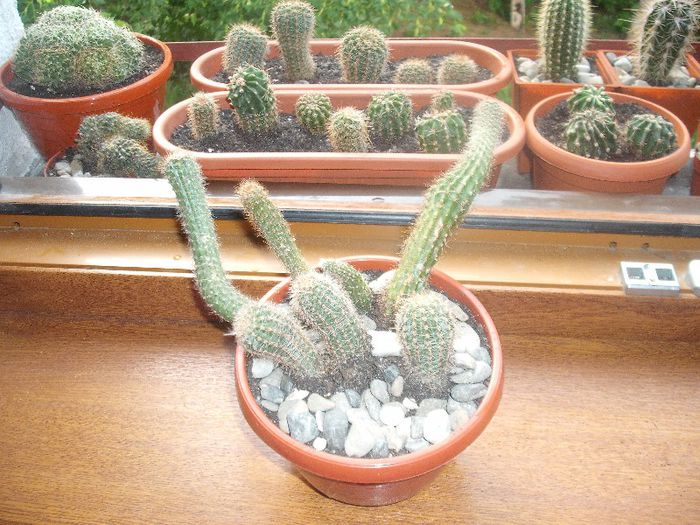 DSCF9345 - Cactusi si suculente 2013