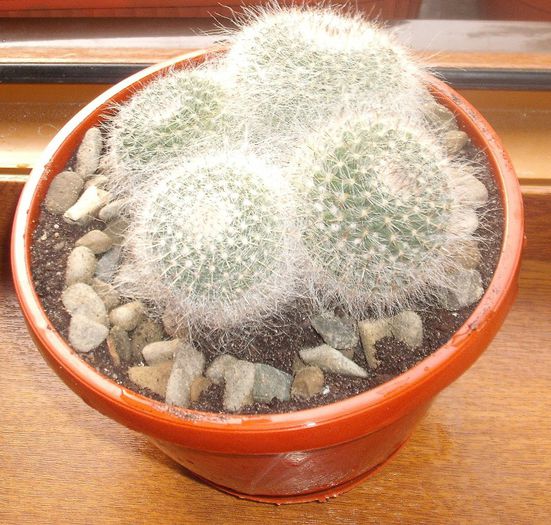 DSCF9339 - Cactusi si suculente 2013