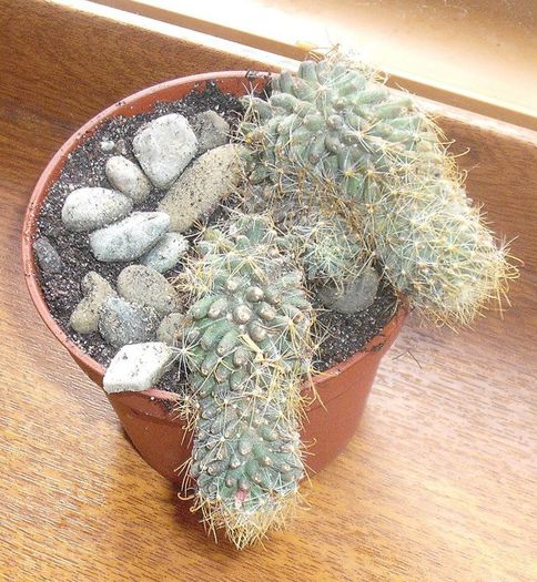 DSCF9337 - Cactusi si suculente 2013