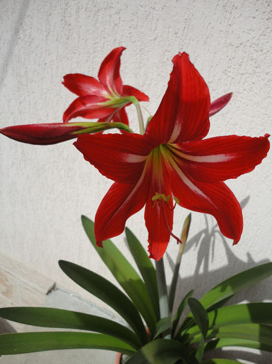 DSC06755 - Amaryllis