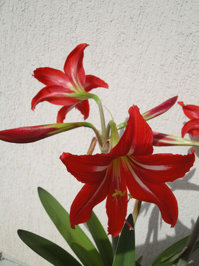 DSC06757 - Amaryllis