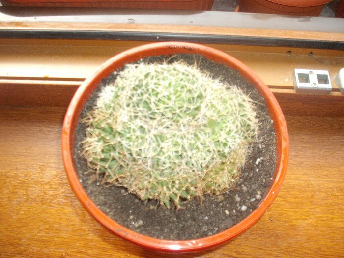DSCF9330 - Cactusi si suculente 2013