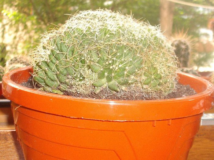 DSCF9331 - Cactusi si suculente 2013