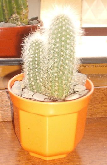 DSCF9381 - Cactusi si suculente 2013