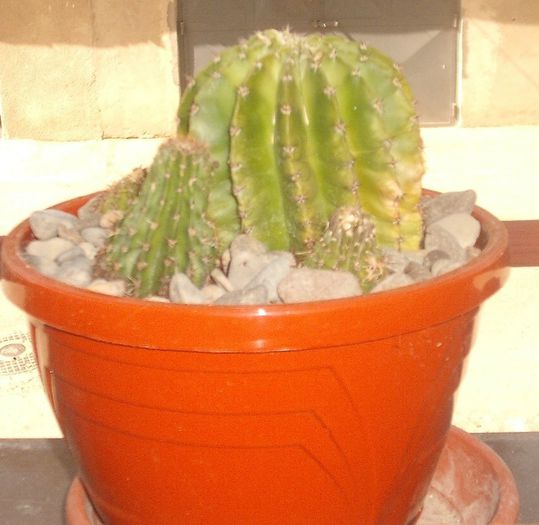 DSCF9378 - Cactusi si suculente 2013