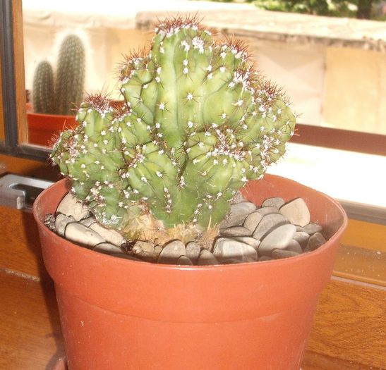 DSCF9406 - Cactusi si suculente 2013