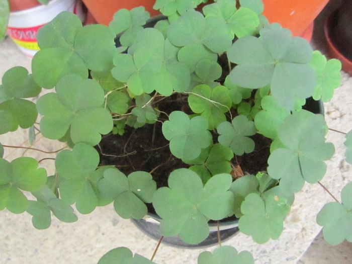 pozeaparfoto 004 - floricele