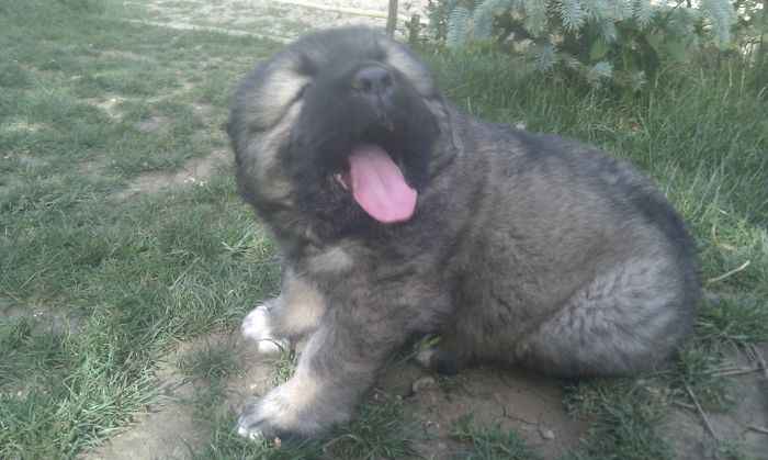 IMAG0952 - De vanzare catei caucazian cu pedigree sau fara