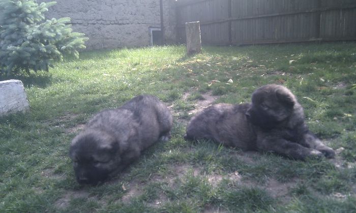 IMAG0964 - De vanzare catei caucazian cu pedigree sau fara