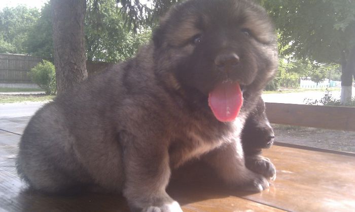 IMAG0972 - De vanzare catei caucazian cu pedigree sau fara