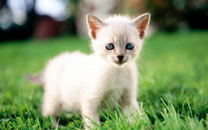 47_02 - pisicute cu ochi albastri