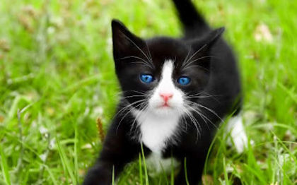 86_01 - pisicute cu ochi albastri