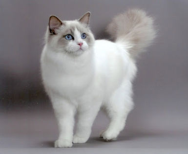 1556551 - pisicute cu ochi albastri