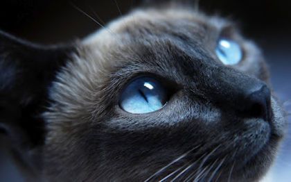 pisica-cu-ochi-albastri- - pisicute cu ochi albastri