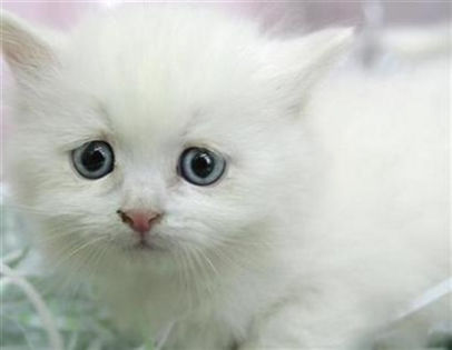 poze_pisici_08 - pisicute cu ochi albastri